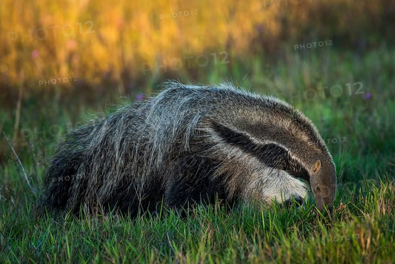Giant anteater