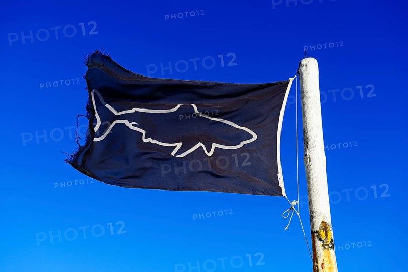 Blue flag with shark