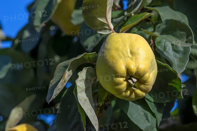 Ripe fruit