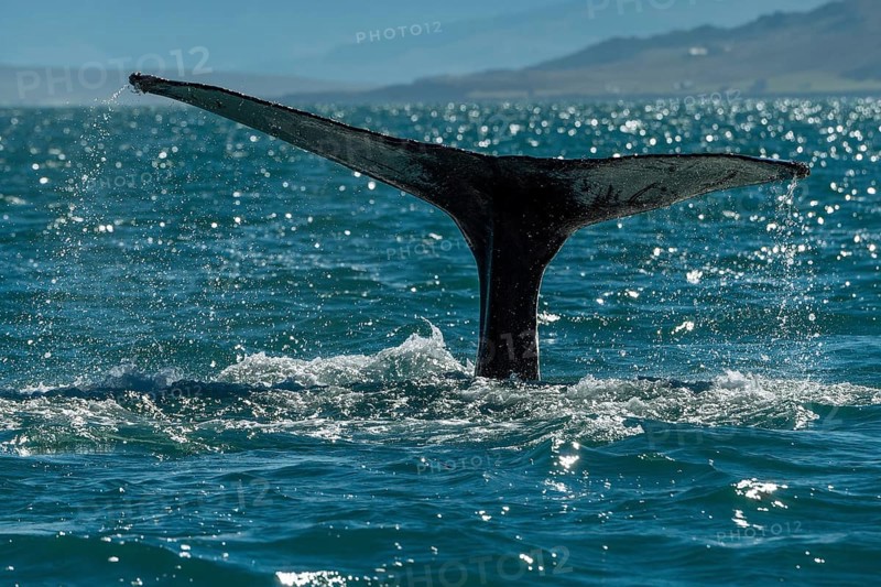 Tail