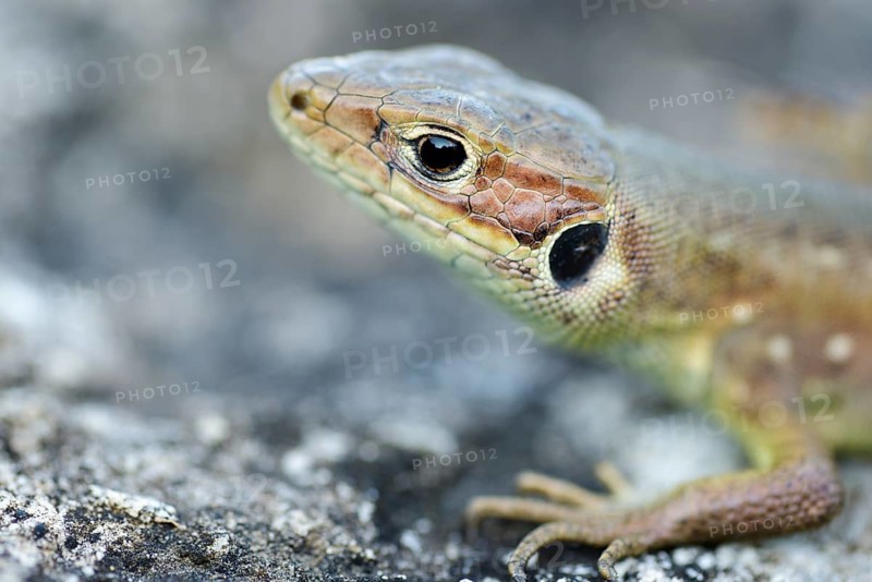 Viviparous lizard