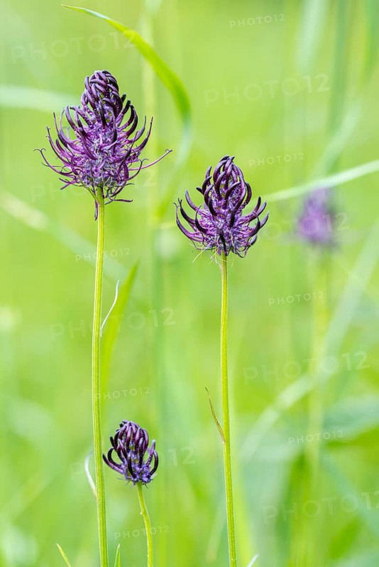 Black Rampion