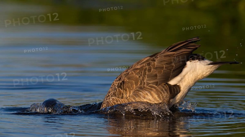 Canada Goose