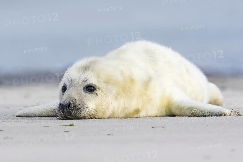 Newborn gray seal
