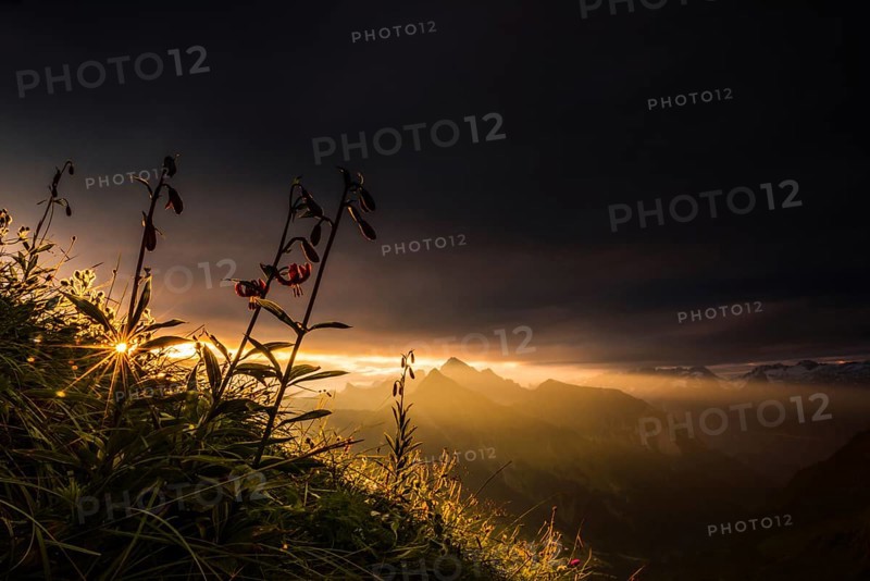 Martagon lilies