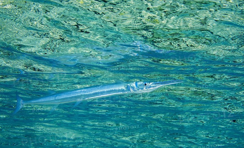 Red Sea houndfish