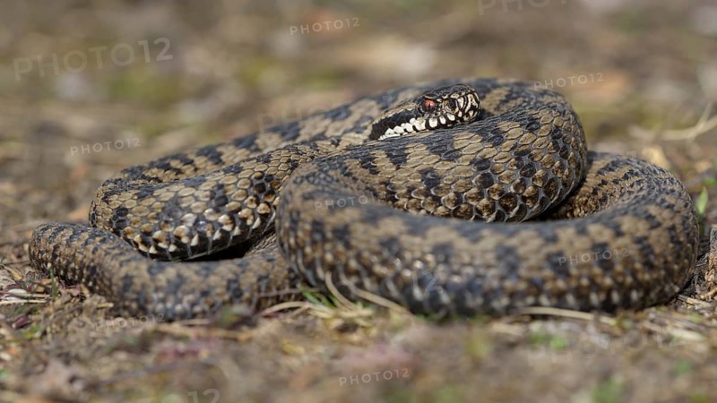 Common European Viper