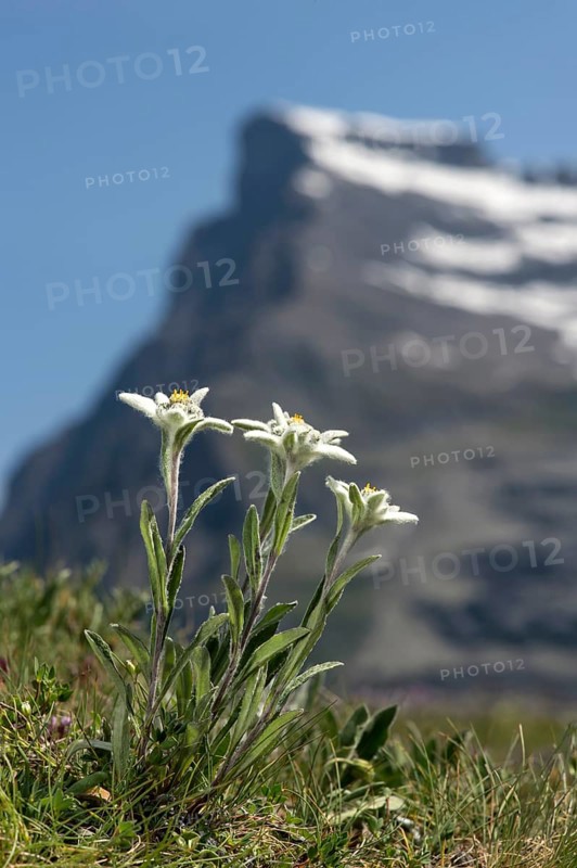 Alps-Edelweiss
