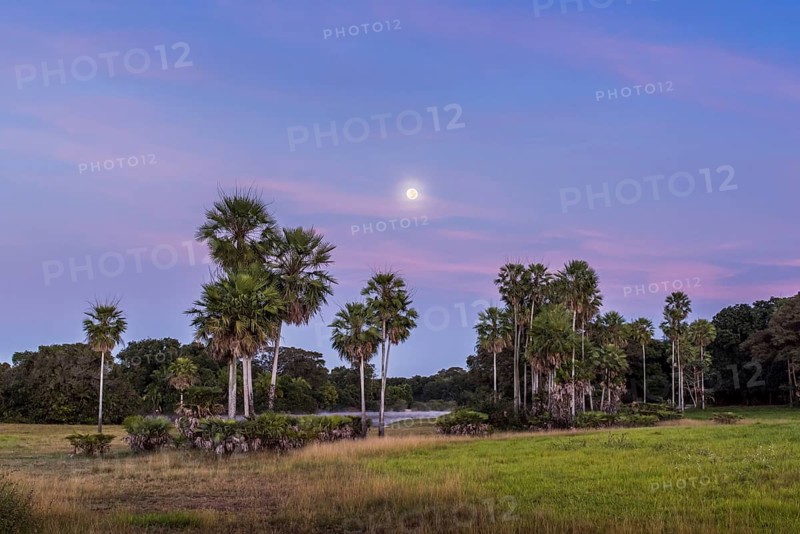 Landscape with moriche palm trees in the southern Pantanal
