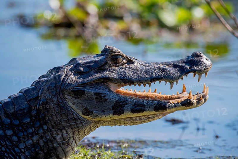 Yacare Caiman