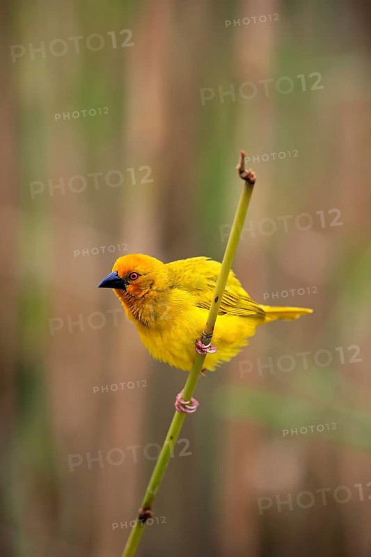 Eastern Golden Weaver