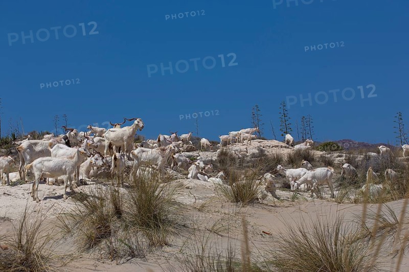 Goat herd
