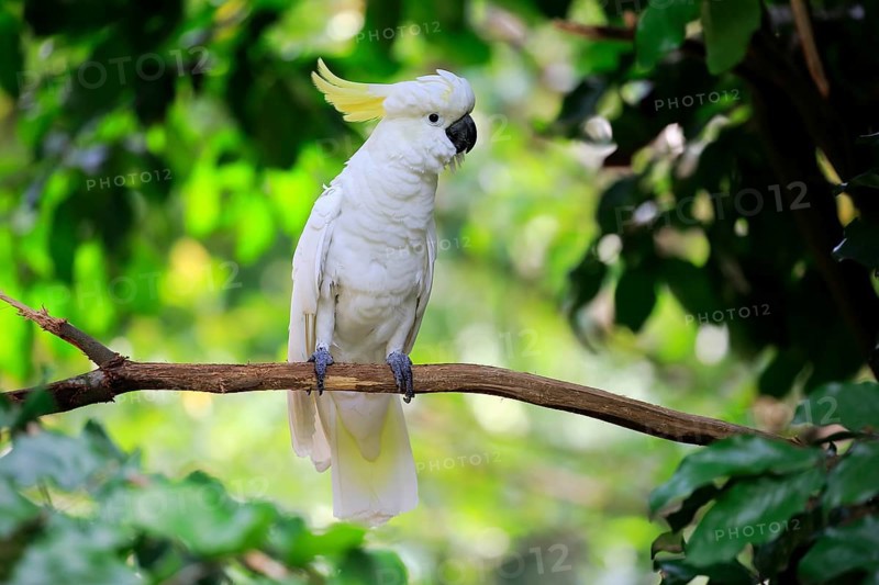 Sulphur crested cockatoo
