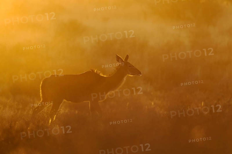 Greater Kudu