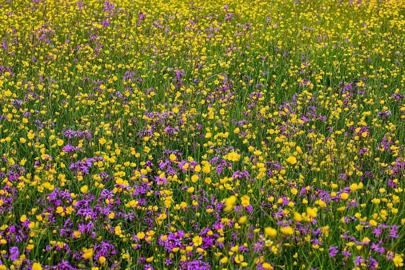 Wild flowers