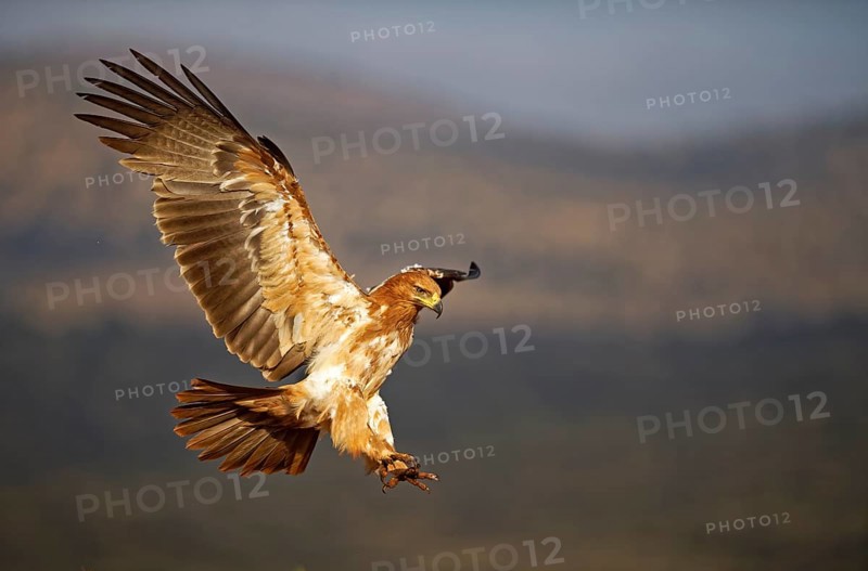 Tawny eagle
