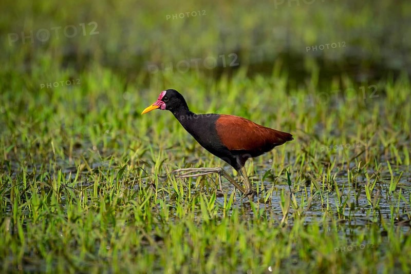 Wattled jacana
