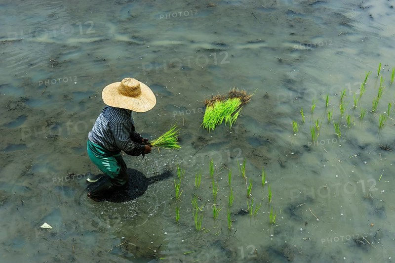 Worker in rice field
