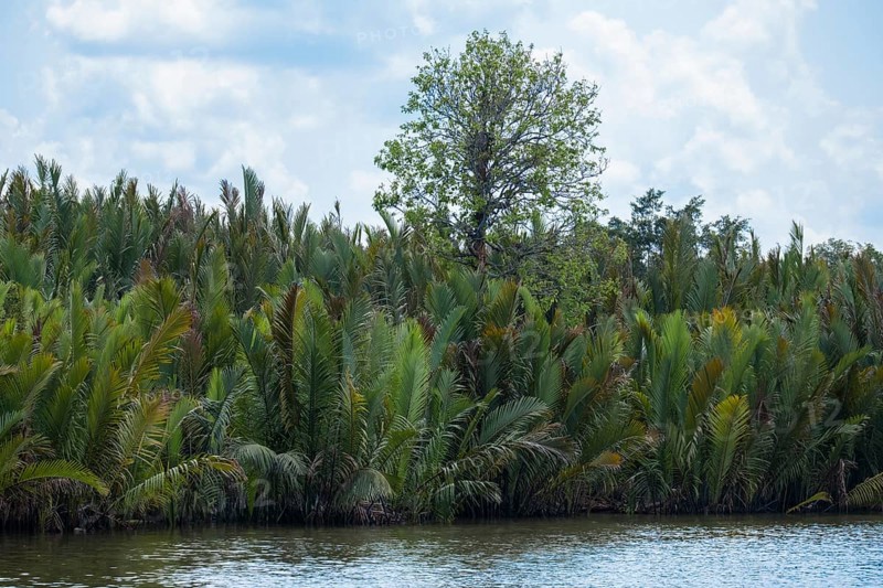 Dense embankment with palm trees