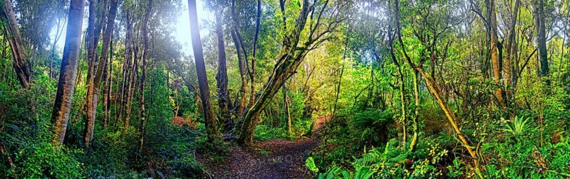 rainforest