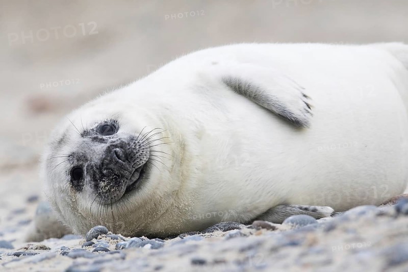 Gray seal