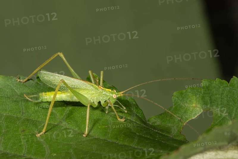 Oak bush-cricket