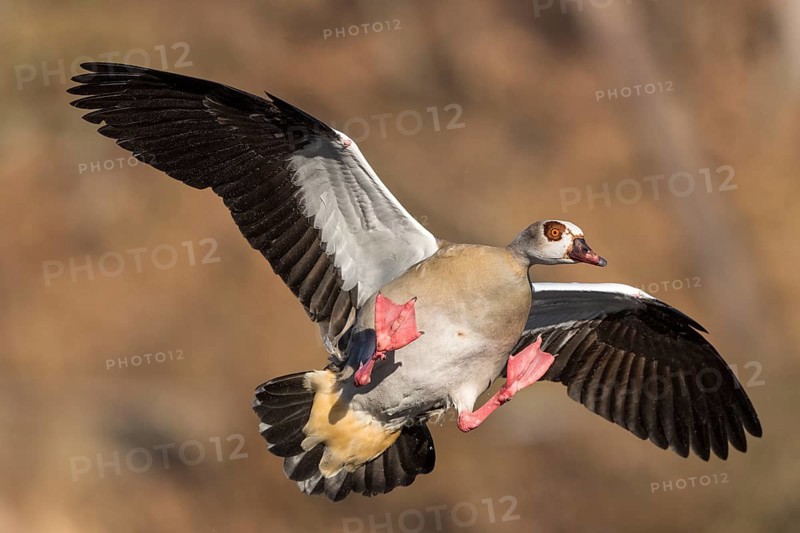 Egyptian Goose