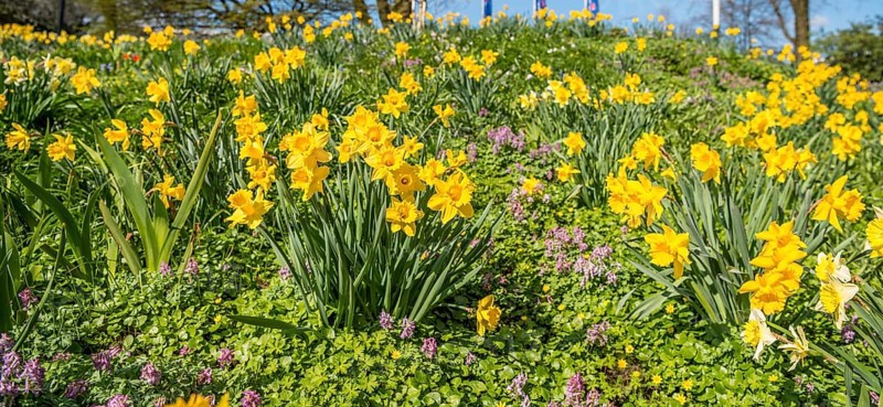 Wild daffodils