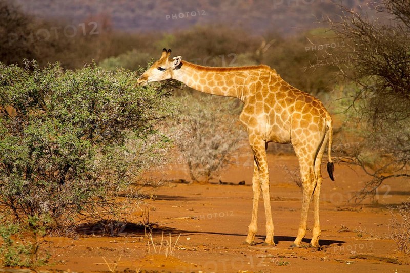 Angolan Giraffe