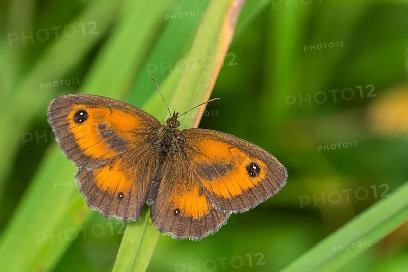 Gatekeeper