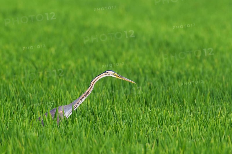 Purple Heron