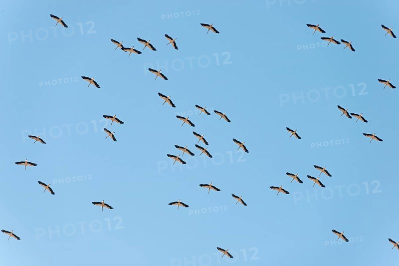White Storks