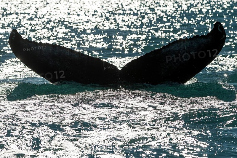 Tail