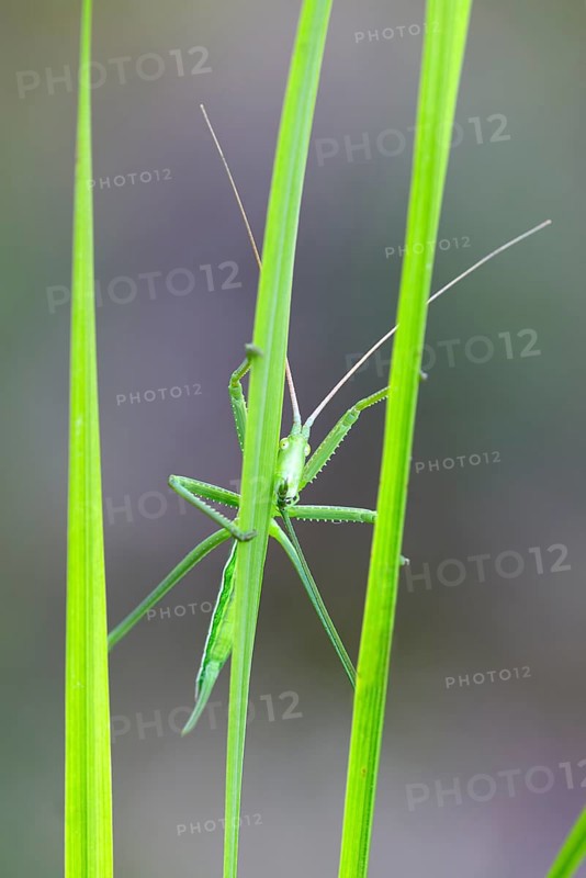 Saga pedo bush cricket