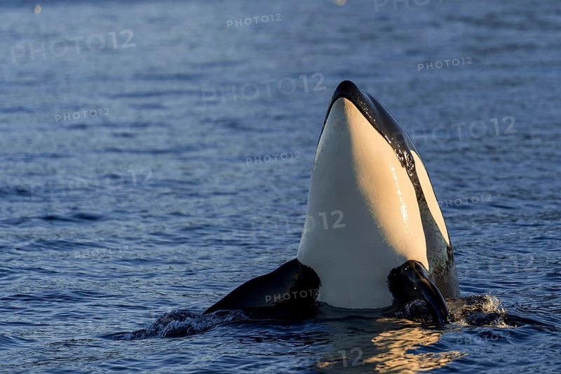 Orca or killer whale