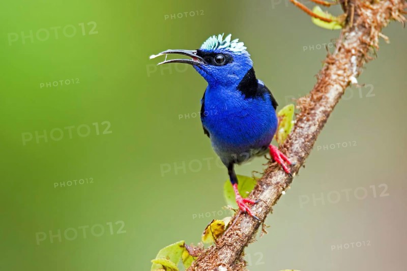 Red-legged honeycreeper