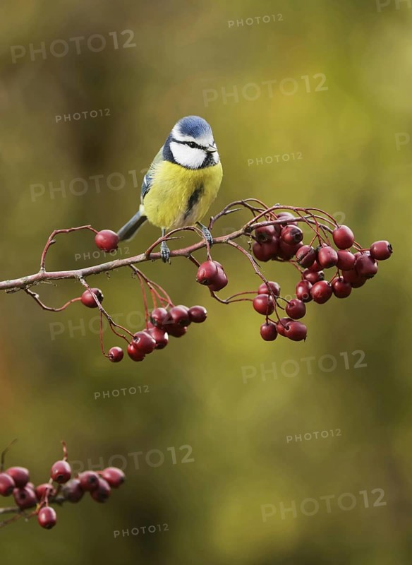 Blue Tit