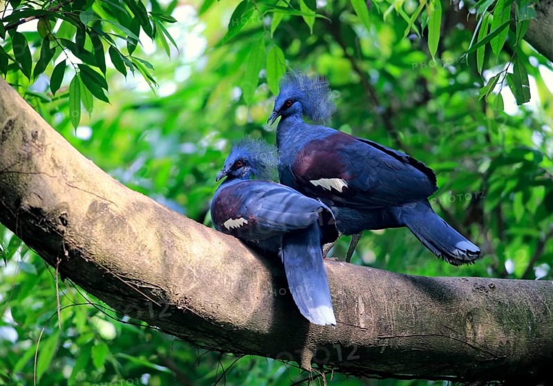 Western Crowned Pigeons