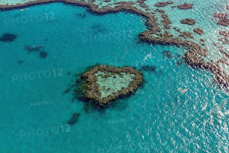 Coral Reef