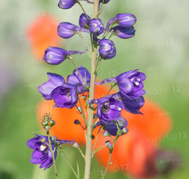 Larkspur