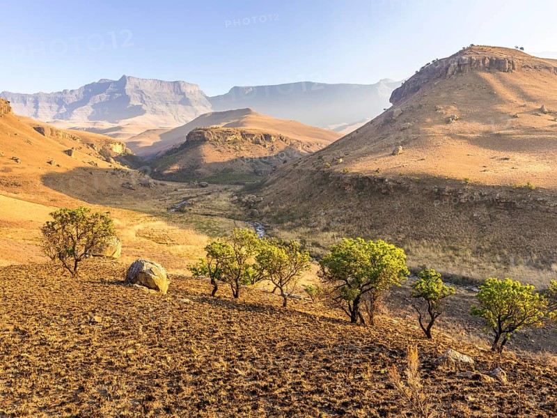 Burned down grassland and green trees