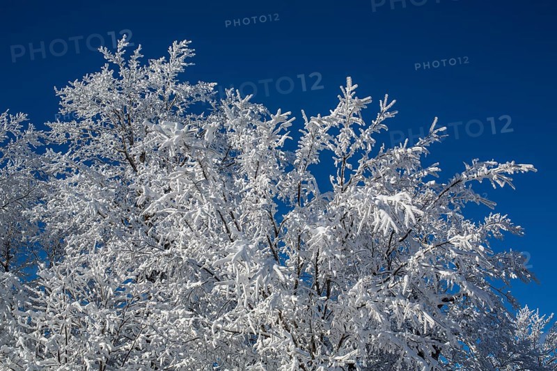 Snow covered tree