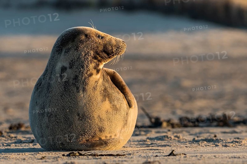 Gray Seal