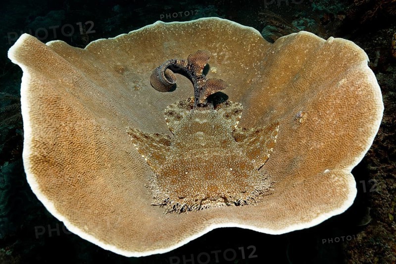 Tasselled wobbegong