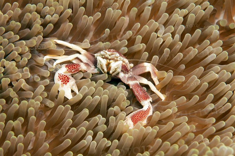 Porcelain crab