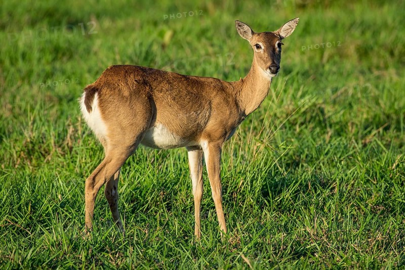 Pampas deer