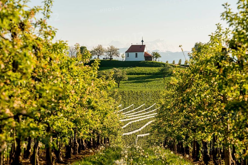 Apple plantation