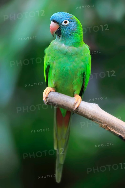 Sharp-tailed Parakeet