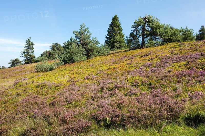 Flowering high heathland