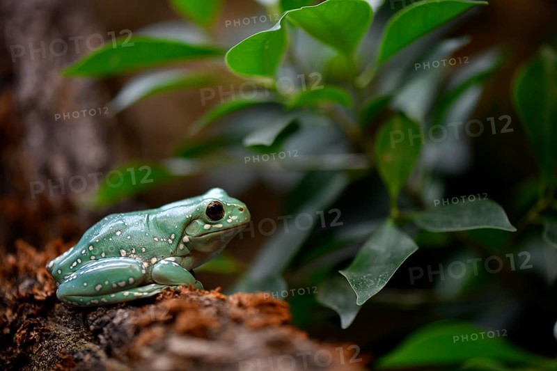 Leaf frog